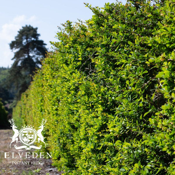 Berberis (Berberis thunbergii), a deciduous shrub with vibrant red or purple foliage and bright yellow flowers in spring, followed by small berries. Ideal for ornamental hedging or as a specimen plant, it provides year-round color and is highly adaptable to various soil types