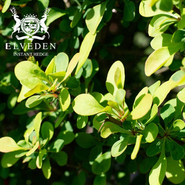 Berberis (Berberis thunbergii), a deciduous shrub with vibrant red or purple foliage and bright yellow flowers in spring, followed by small berries. Ideal for ornamental hedging or as a specimen plant, it provides year-round color and is highly adaptable to various soil types