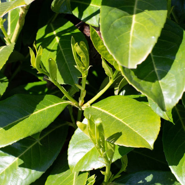 Cherry laurel (Prunus laurocerasus ‘Rotundifolia’), an evergreen shrub with large, dark green, glossy leaves and a dense, compact growth habit. Ideal for creating formal hedges or privacy screens, it provides year-round foliage and is tolerant of various soil conditions