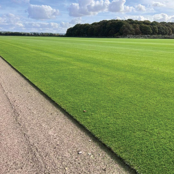 Fescue turf, a hardy, drought-tolerant grass variety ideal for creating low-maintenance lawns, golf courses, and sports fields. Known for its fine texture and deep green color, it thrives in cooler climates and provides excellent coverage and durability