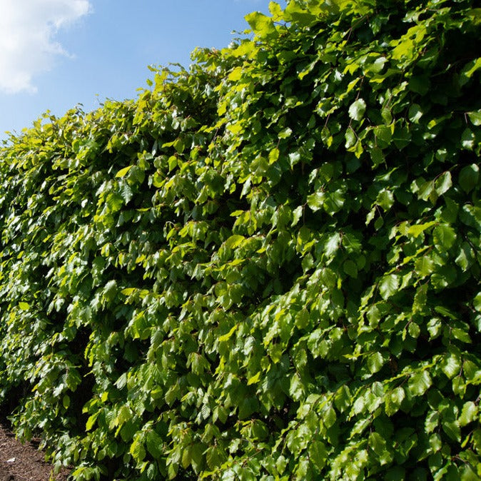 Green beech (Fagus sylvatica), a deciduous tree known for its dense canopy of smooth, green leaves that turn golden-yellow in autumn. Ideal for creating formal hedges, woodland areas, or as a specimen tree, it provides year-round interest and strong structural appeal