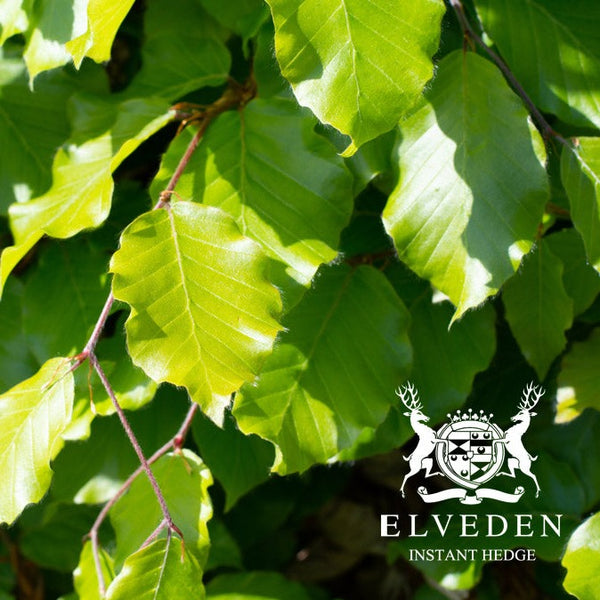 Green beech (Fagus sylvatica), a deciduous tree known for its dense canopy of smooth, green leaves that turn golden-yellow in autumn. Ideal for creating formal hedges, woodland areas, or as a specimen tree, it provides year-round interest and strong structural appeal