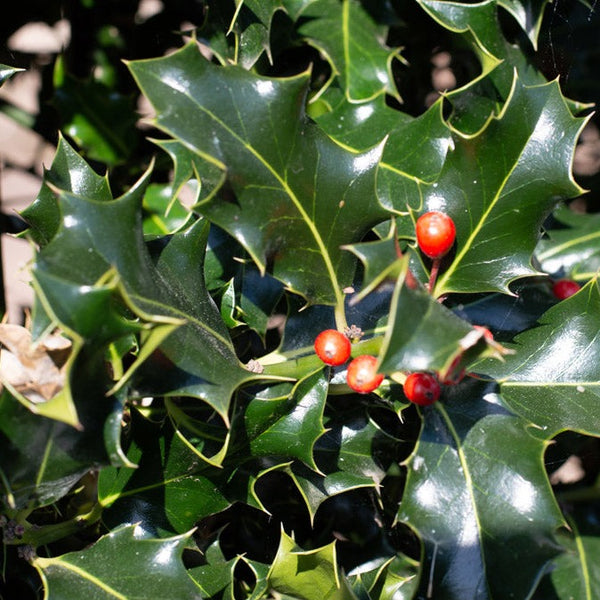 Holly (Ilex aquifolium), an evergreen shrub or tree known for its glossy, spiny leaves and vibrant red berries. Often used for hedging or as ornamental landscaping, it provides year-round interest and attracts wildlife, particularly birds