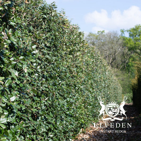 Holm oak (Quercus ilex), a hardy evergreen tree with dark green, leathery leaves and a strong, durable structure. Ideal for providing year-round shelter and privacy, it is perfect for hedging or as a specimen tree in a variety of landscapes