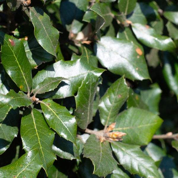 Holm oak (Quercus ilex), a hardy evergreen tree with dark green, leathery leaves and a strong, durable structure. Ideal for providing year-round shelter and privacy, it is perfect for hedging or as a specimen tree in a variety of landscapes