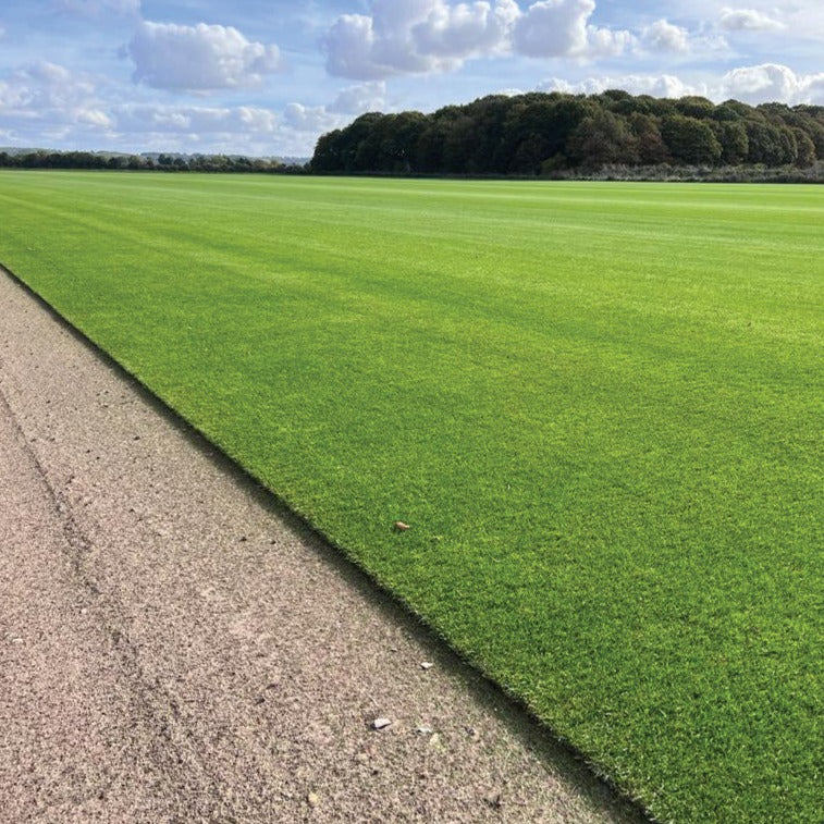 Fescue Turf