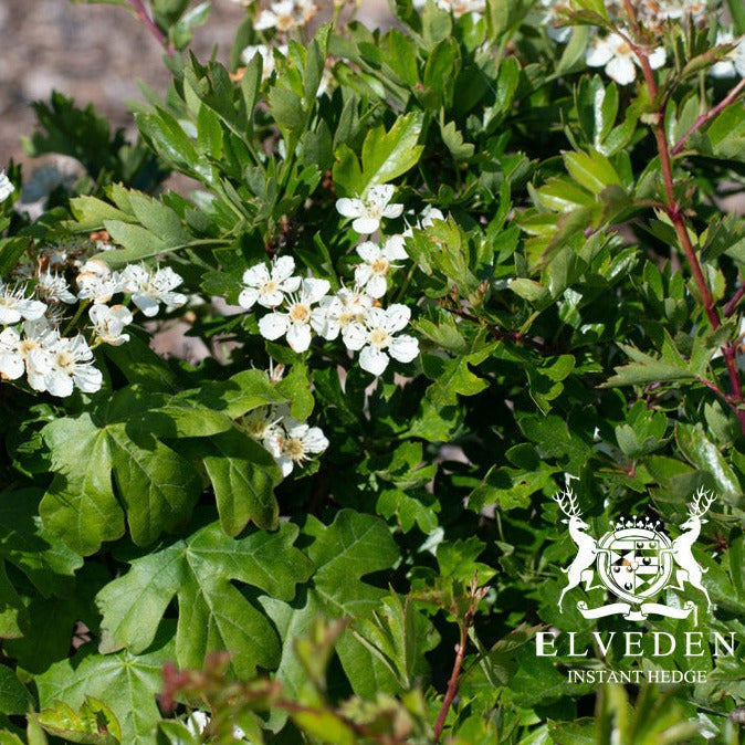 Native mix, a collection of indigenous plants and shrubs selected to create natural, sustainable hedges or landscapes. Perfect for promoting local biodiversity, this mix supports wildlife and provides a robust, low-maintenance solution for gardens or green spaces