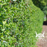 Oval leaf privet (Ligustrum ovalifolium), an evergreen shrub with oval-shaped, glossy green leaves. Ideal for creating dense hedges or privacy screens, it offers fast growth and a neat, formal appearance with seasonal white flower clusters