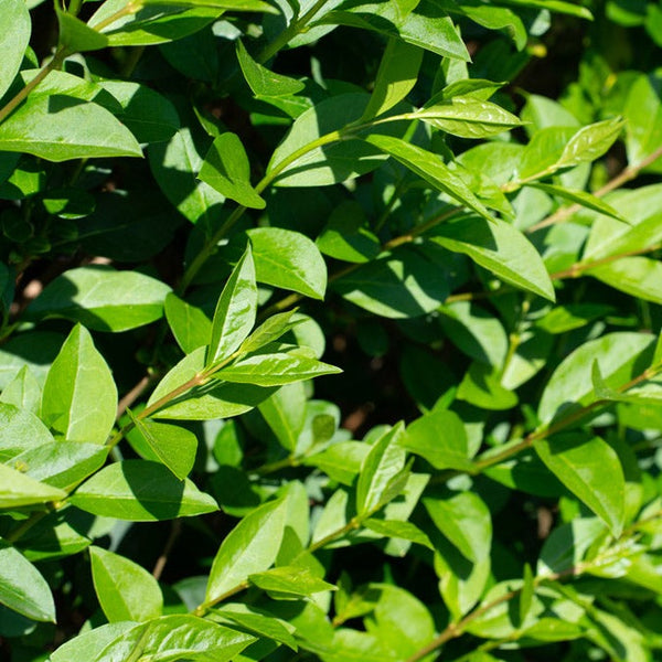 Oval leaf privet (Ligustrum ovalifolium), an evergreen shrub with oval-shaped, glossy green leaves. Ideal for creating dense hedges or privacy screens, it offers fast growth and a neat, formal appearance with seasonal white flower clusters