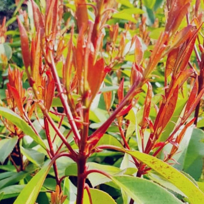 Photinia x fraseri ‘Red Robin’, a vibrant evergreen shrub known for its striking red young foliage that matures to dark green. Ideal for hedging or ornamental planting, it provides year-round color and attractive white flower clusters in spring