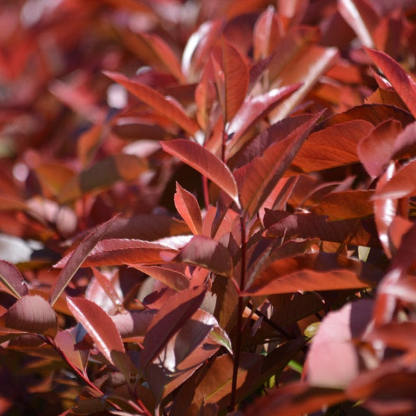 Photinia x fraseri ‘Red Robin’, a vibrant evergreen shrub known for its striking red young foliage that matures to dark green. Ideal for hedging or ornamental planting, it provides year-round color and attractive white flower clusters in spring