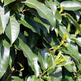 Portuguese laurel (Prunus lusitanica), an evergreen shrub with glossy, dark green leaves and attractive white flower clusters. Ideal for creating dense hedges or privacy screens, it offers year-round foliage and is tolerant of various soil conditions