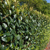 Portuguese laurel (Prunus lusitanica), an evergreen shrub with glossy, dark green leaves and attractive white flower clusters. Ideal for creating dense hedges or privacy screens, it offers year-round foliage and is tolerant of various soil conditions