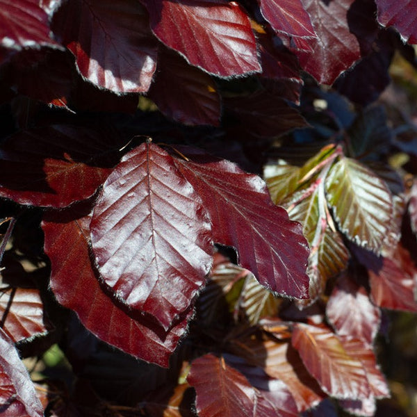 Purple beech (Fagus sylvatica ‘Purpurea’), a deciduous tree with striking purple to reddish-purple foliage that adds vibrant color to landscapes. Ideal for ornamental planting or as a specimen tree, it provides a bold, year-round display with a graceful, rounded canopy