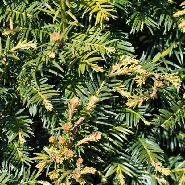 Yew (Taxus baccata) instant hedge, a dense, evergreen hedge plant offering immediate privacy and screening. Known for its dark green foliage and adaptability to various climates, it provides a low-maintenance, long-lasting solution for creating boundaries or garden features