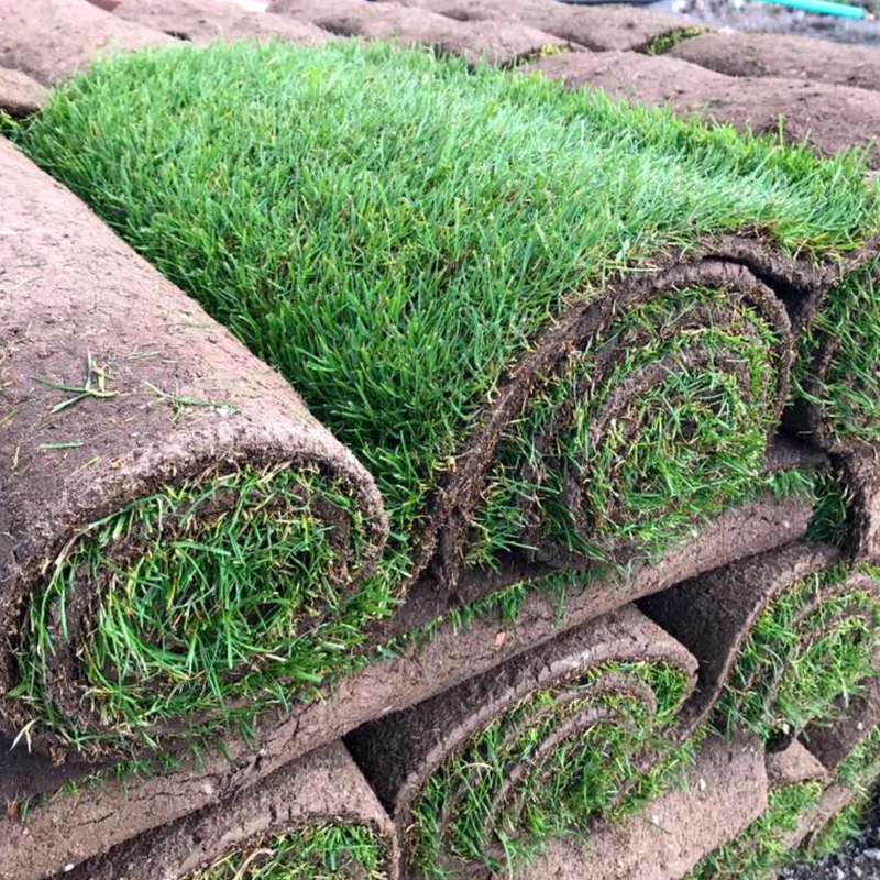 Premium cultivated turf, a high-quality, well-maintained grass sod ideal for creating lush, green lawns, sports fields, and landscaping projects. Grown under optimal conditions, it offers dense, uniform coverage, excellent durability, and quick establishment in new areas