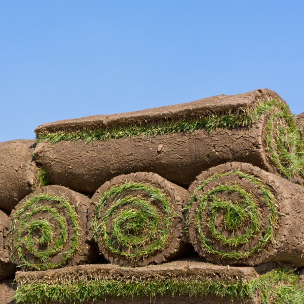 Premium cultivated turf, a high-quality, well-maintained grass sod ideal for creating lush, green lawns, sports fields, and landscaping projects. Grown under optimal conditions, it offers dense, uniform coverage, excellent durability, and quick establishment in new areas